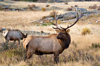 Moraine Park - RMNP Oct 2011