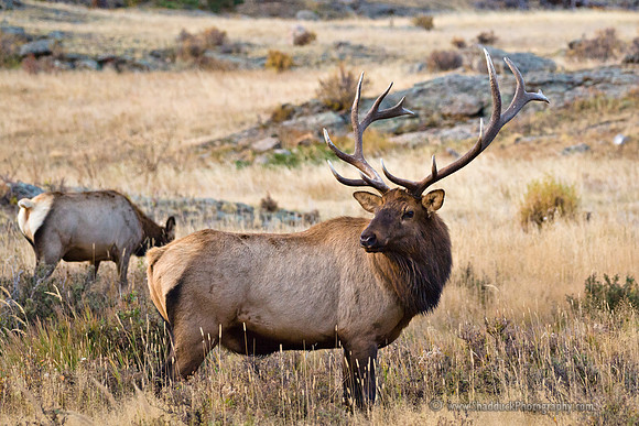 Moraine Park - RMNP Oct 2011