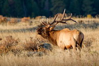 Elk Rut Sunrise @ RMNP