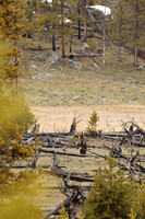 Distant Griz Couple