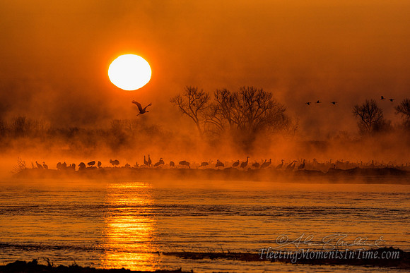 Sunrise on the Platte with Sandhill Cranes 03