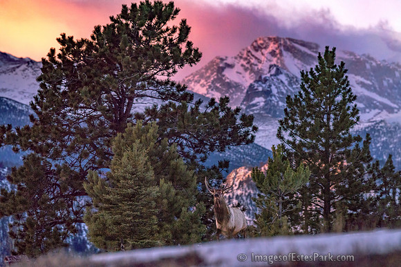 Sunday Morning Arrival - Taylor Peak, Mr. Bull Elk, and Sweet Sunrise Color