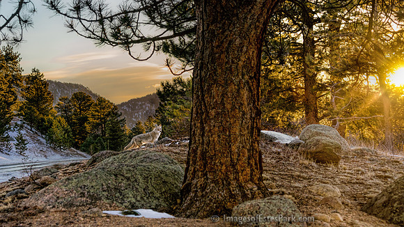 Coyote at Sunrise