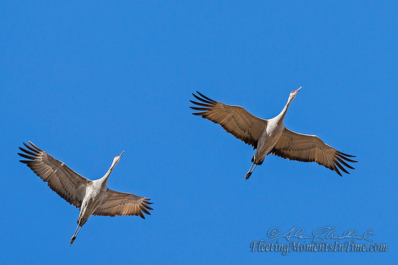 15 Nebraska Sandhill cranes 2014