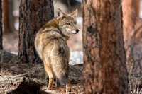 Look into my Eyes... Healthy male coyote.