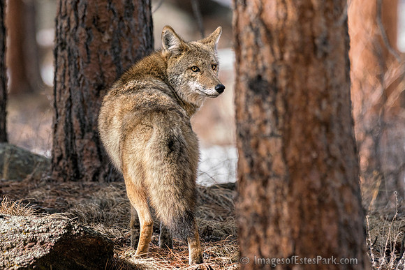 Look into my Eyes... Healthy male coyote.
