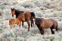 Pilot Butte Mustangs, May 2011