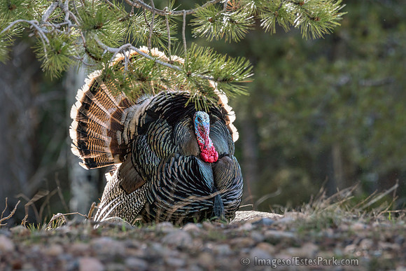 Struttin' His Stuff for the Ladies