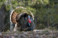 Struttin' His Stuff for the Ladies