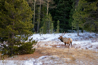 Winter in RMNP