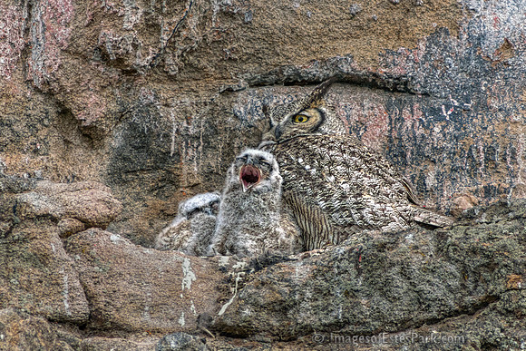 Big Yawn on a Sunday Morning in May - Can be printed up to 30" wide.