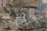 Big Yawn on a Sunday Morning in May - Can be printed up to 30" wide.