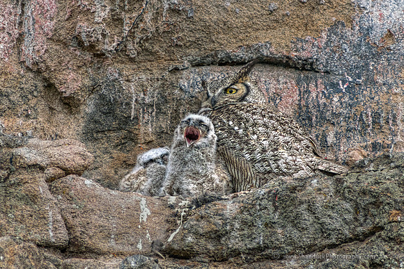 Big Yawn on a Sunday Morning in May - Can be printed up to 30" wide.