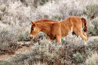 Pilot Butte Mustangs, May 2011