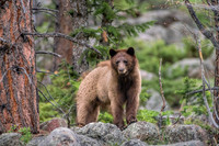 A Black Bear Sow with Cinnamon Coloration has Emerged from her Den in RMNP