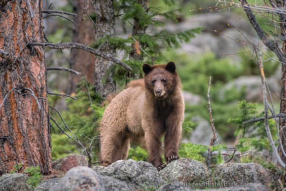 A Black Bear Sow with Cinnamon Coloration has Emerged from her Den in RMNP