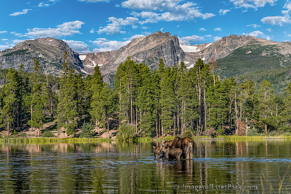 Mama Moose & Twins. Sprague Lake, August 2017
