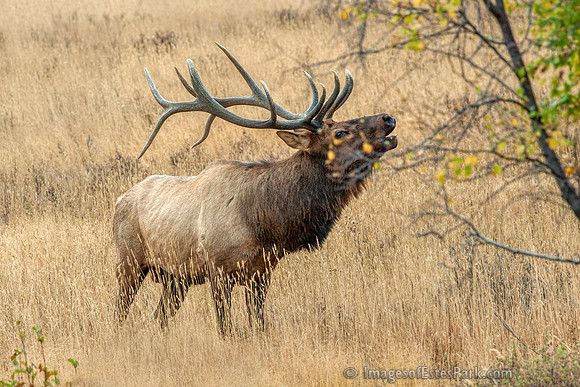 RMNP Elk Rut 2010