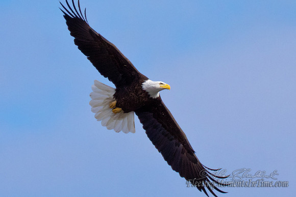 Nebraska Eagles Feb 2012 03
