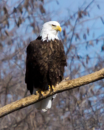 Nebraska Eagles Feb 2012 04
