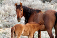 Pilot Butte Mustangs, May 2011