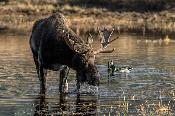 Bull Moose makes a rare appearance in Sheep Lakes