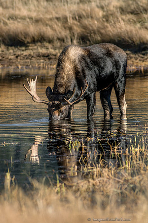 Bull Moose in Sheep Lakes 2