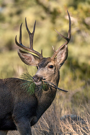 What's for Breakfast? Mule Deer Buck, RMNP