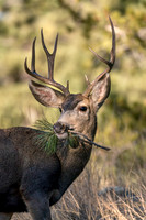 What's for Breakfast? Mule Deer Buck, RMNP