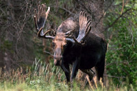 The Senior Bull Moose on RMNP's East Side
