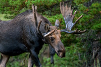 The Senior Bull Moose on RMNP's East Side