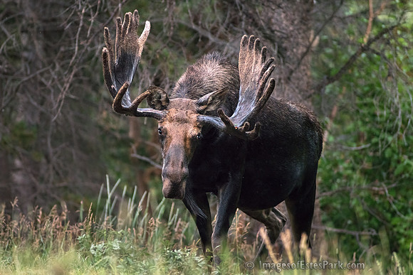 The Senior Bull Moose on RMNP's East Side