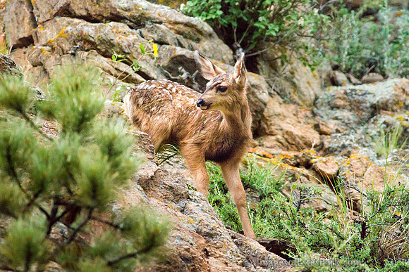 Estes Park Fawn