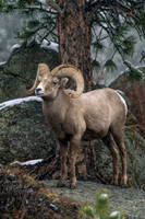 Estes Park Bighorn Ram