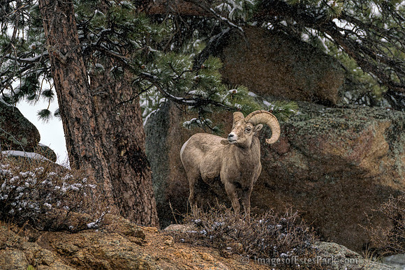 Estes Park Bighorn Ram
