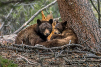 Cuddling in the Forest