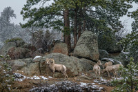 Estes Park Bighorn Ram