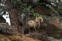 Estes Park Bighorn Ram
