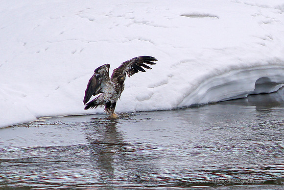 Young Bald Eagle Fishing - Yellowstone May 2011