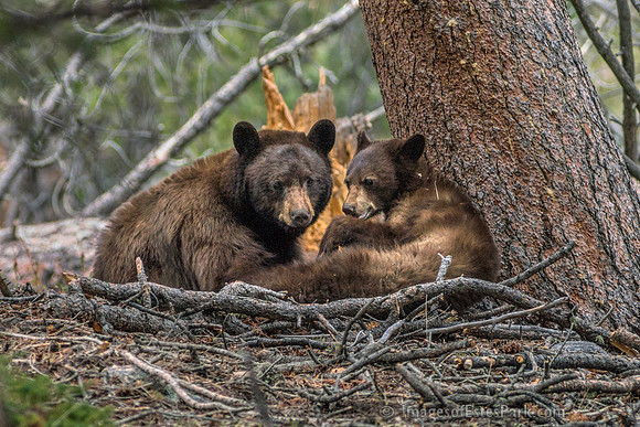 Cuddling in the Forest