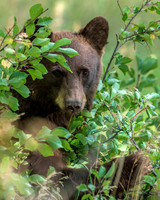 Caught in the Chokecherry Bush! This image is suitable for printing at 8x10" 16x20" and 24x30"