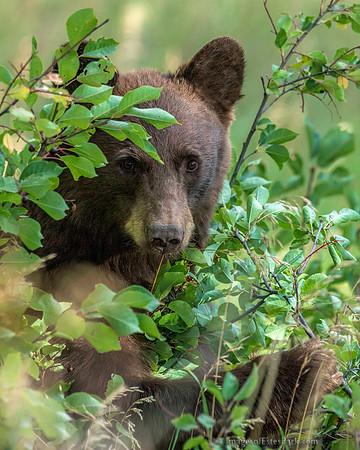 Caught in the Chokecherry Bush! This image is suitable for printing at 8x10" 16x20" and 24x30"