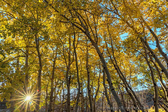 Early Morning Autumn Aspens