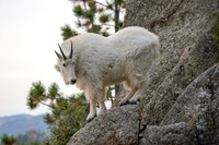 Mountain Goat1