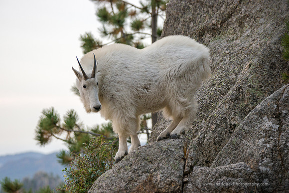 Mountain Goat1