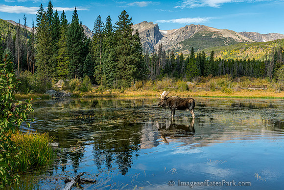 Bull Moose Reflection with Hallett & Flattop Mountain Backdrop