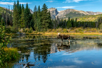 Bull Moose Reflection with Hallett & Flattop Mountain Backdrop