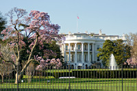 16 DC Cherry Blossom 03302009