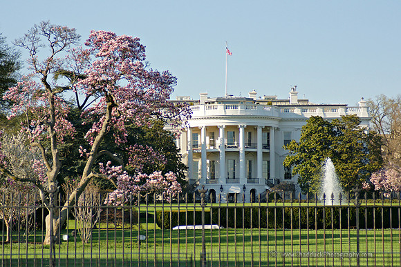 16 DC Cherry Blossom 03302009