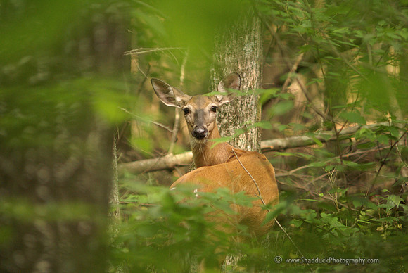 Deer on Alert, Shenandoah National Park